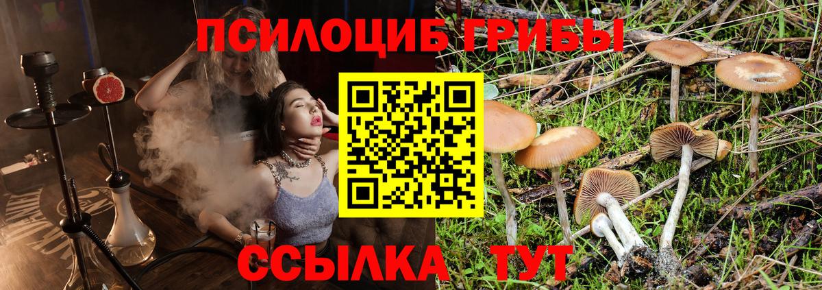 Галлюциногенные грибы Psilocybe Усолье-Сибирское